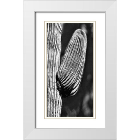 Tucson Saguaro White Modern Wood Framed Art Print with Double Matting by Pearlman, Steve