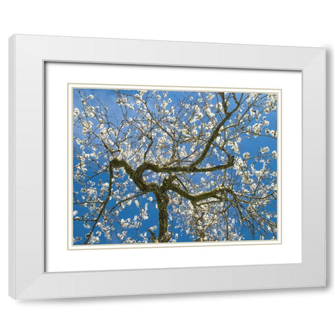 Almond Blossoms in Spring White Modern Wood Framed Art Print with Double Matting by Anonymous