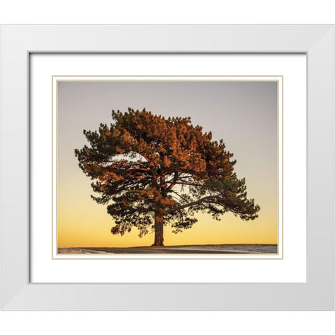 Pine at Sunset White Modern Wood Framed Art Print with Double Matting by Francis, V.