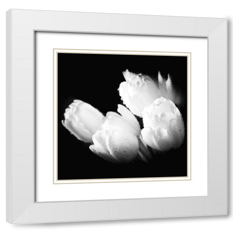 Water Droplets on White Tulips White Modern Wood Framed Art Print with Double Matting by Bednarek, M.