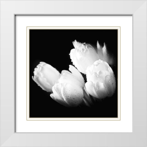 Water Droplets on White Tulips White Modern Wood Framed Art Print with Double Matting by Bednarek, M.