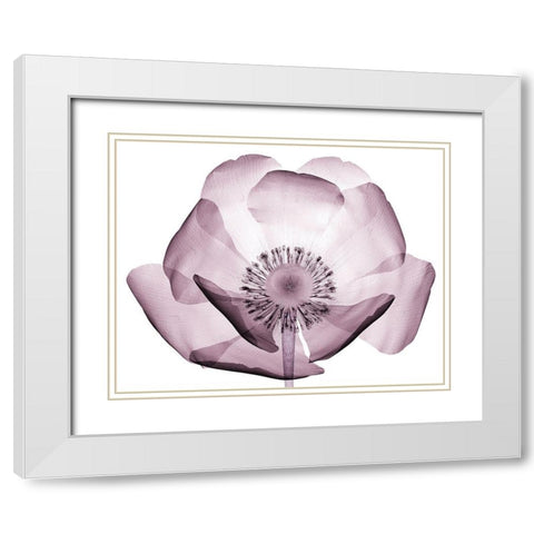 Translucent Lavender Poppy White Modern Wood Framed Art Print with Double Matting by Anonymous