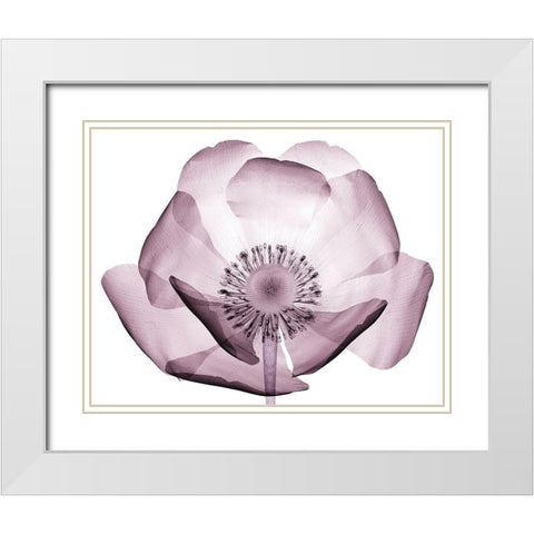 Translucent Lavender Poppy White Modern Wood Framed Art Print with Double Matting by Anonymous