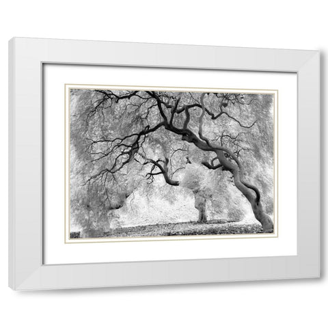 Enchanted Forest White Modern Wood Framed Art Print with Double Matting by Anonymous