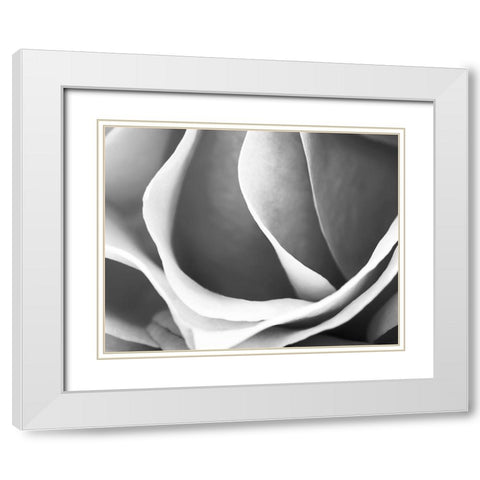 Rose Petal Detail White Modern Wood Framed Art Print with Double Matting by B. Marcela
