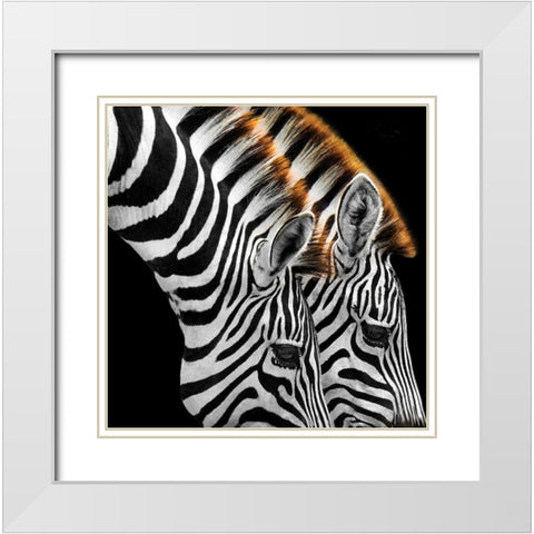 Zebras Grazing White Modern Wood Framed Art Print with Double Matting by Anonymous