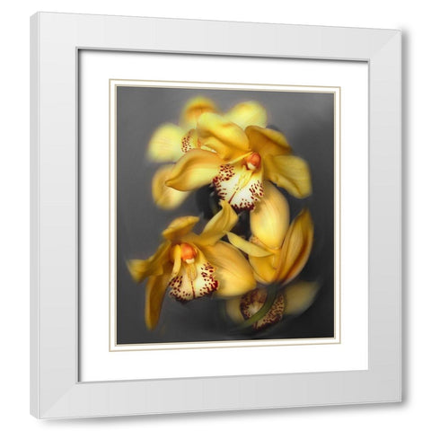 Cymbidium Orchid Yellow White Modern Wood Framed Art Print with Double Matting by Maloratsky, Igor