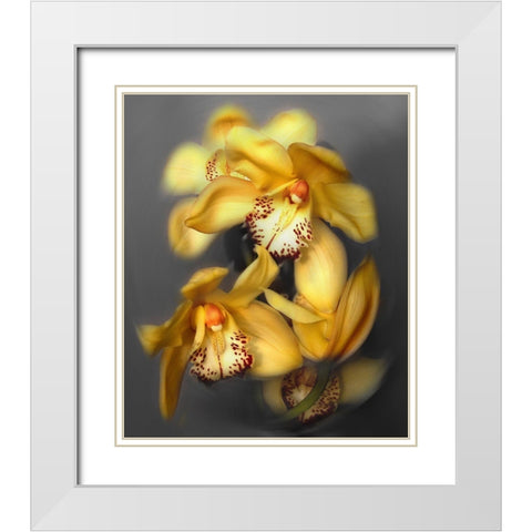 Cymbidium Orchid Yellow White Modern Wood Framed Art Print with Double Matting by Maloratsky, Igor