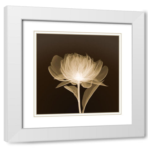 Full Bloom (sepia) White Modern Wood Framed Art Print with Double Matting by Anonymous