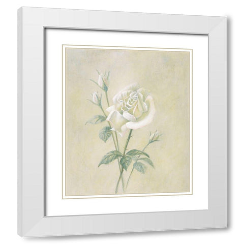 White Rose White Modern Wood Framed Art Print with Double Matting by Unknown