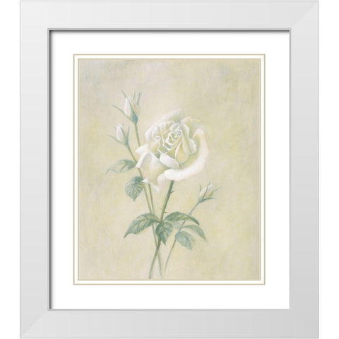 White Rose White Modern Wood Framed Art Print with Double Matting by Unknown