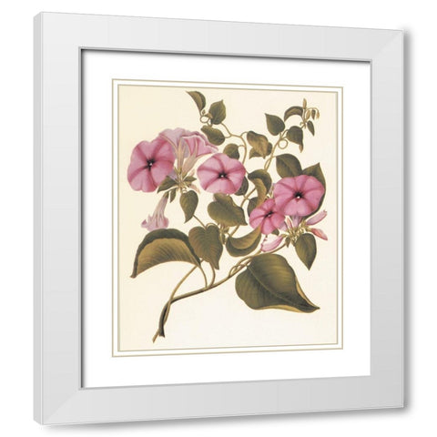 Botanical I White Modern Wood Framed Art Print with Double Matting by Unknown