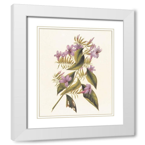 Botanical II White Modern Wood Framed Art Print with Double Matting by Unknown