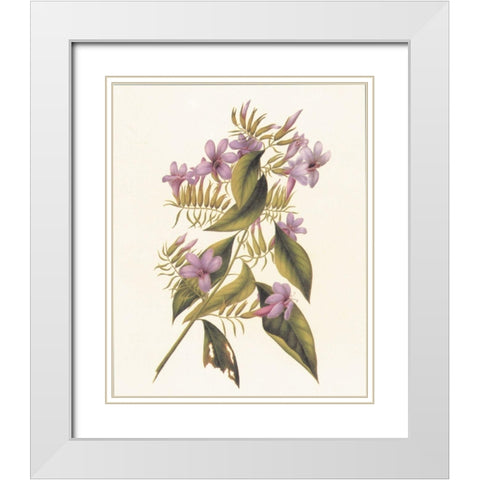 Botanical II White Modern Wood Framed Art Print with Double Matting by Unknown