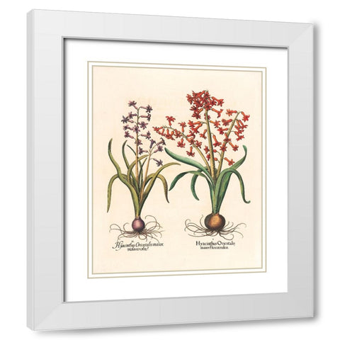 Hyacinth Botanical White Modern Wood Framed Art Print with Double Matting by Unknown