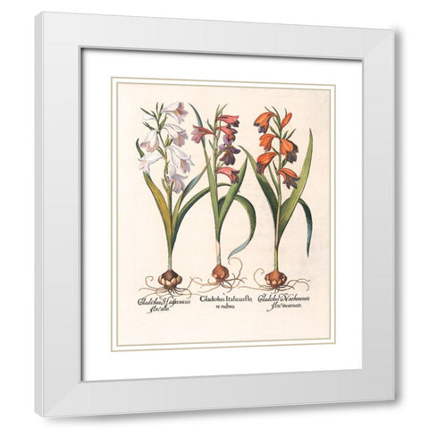 Gladiola Botanical White Modern Wood Framed Art Print with Double Matting by Unknown