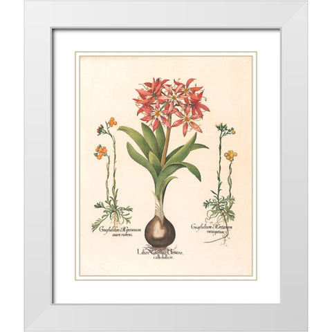 Lily Botanical White Modern Wood Framed Art Print with Double Matting by Unknown