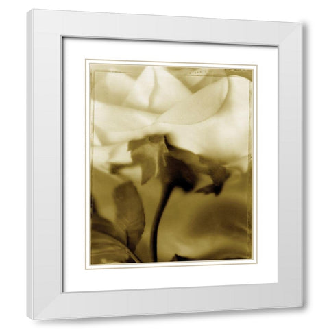Flower Focus I White Modern Wood Framed Art Print with Double Matting by Unknown