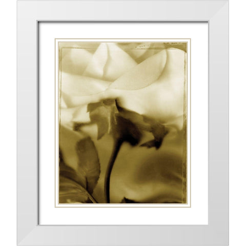 Flower Focus I White Modern Wood Framed Art Print with Double Matting by Unknown