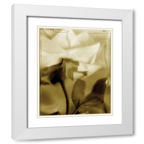 Flower Focus II White Modern Wood Framed Art Print with Double Matting by Unknown