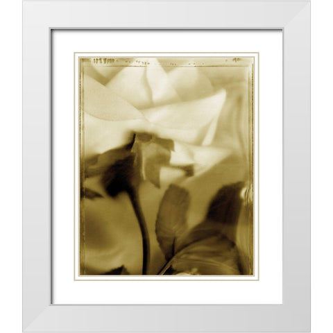 Flower Focus II White Modern Wood Framed Art Print with Double Matting by Unknown
