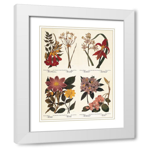 Botanicals White Modern Wood Framed Art Print with Double Matting by Unknown