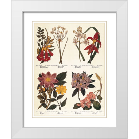 Botanicals White Modern Wood Framed Art Print with Double Matting by Unknown