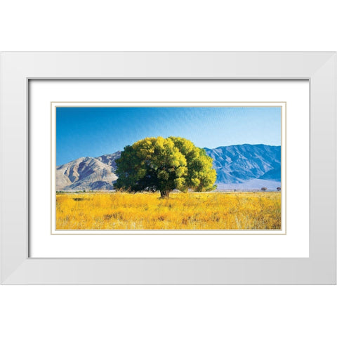 Tree on Mountain White Modern Wood Framed Art Print with Double Matting by Unknown