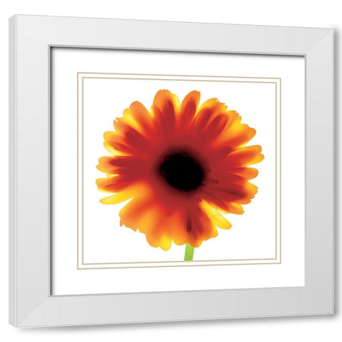 Floral I White Modern Wood Framed Art Print with Double Matting by Unknown