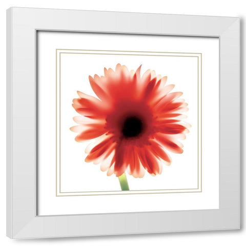 Floral II White Modern Wood Framed Art Print with Double Matting by Unknown