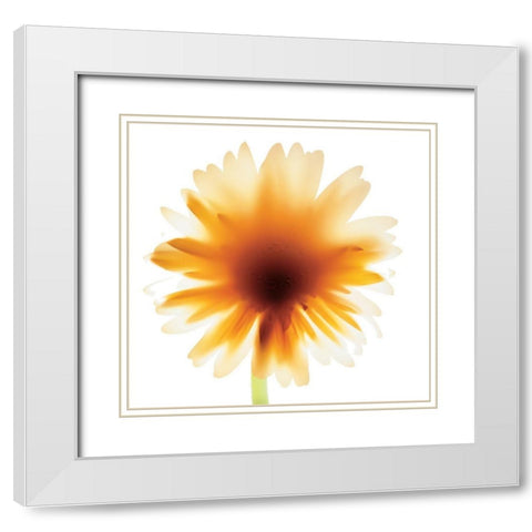 Floral III White Modern Wood Framed Art Print with Double Matting by Unknown