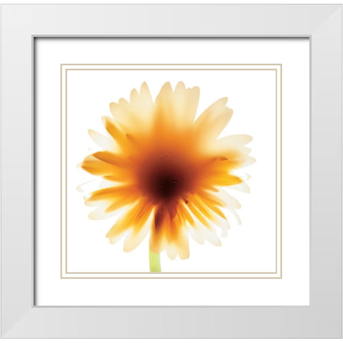 Floral III White Modern Wood Framed Art Print with Double Matting by Unknown
