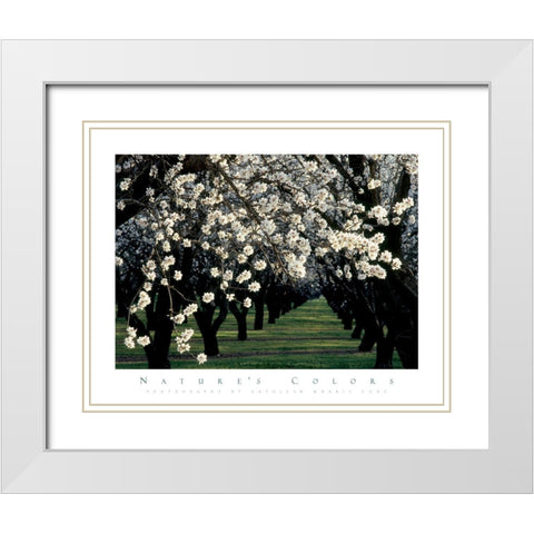 Apple Blossom Time White Modern Wood Framed Art Print with Double Matting by Unknown