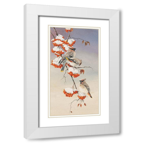 Finch on Perch White Modern Wood Framed Art Print with Double Matting by Unknown