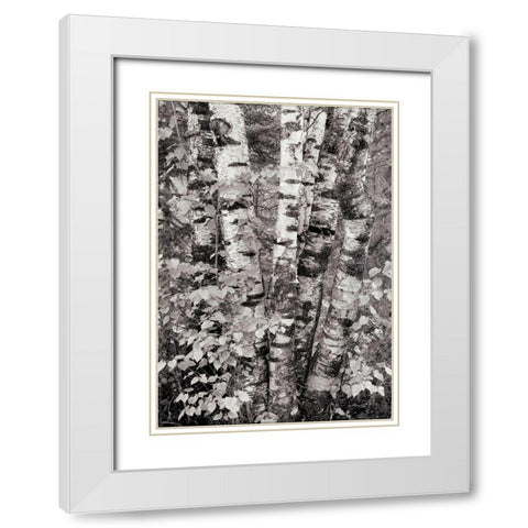 Birch Trees White Modern Wood Framed Art Print with Double Matting by Unknown
