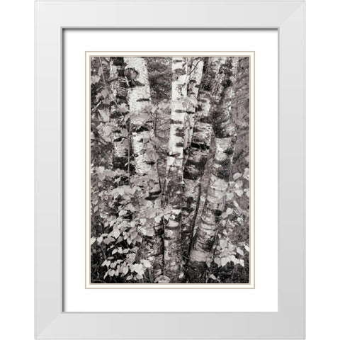 Birch Trees White Modern Wood Framed Art Print with Double Matting by Unknown