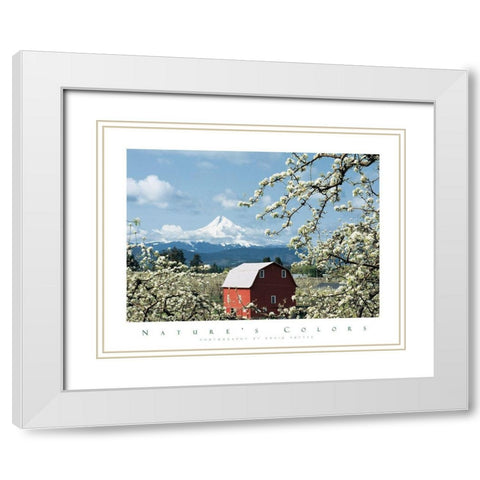 Red Barn and Apple Blossoms White Modern Wood Framed Art Print with Double Matting by Unknown