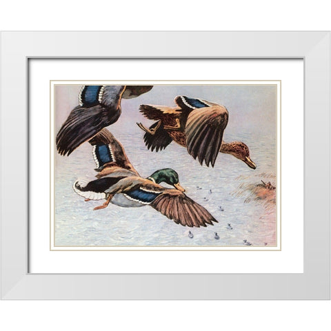 Sitting Ducks White Modern Wood Framed Art Print with Double Matting by Unknown