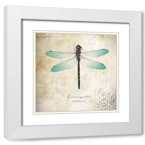 Cardulegaster baltanii White Modern Wood Framed Art Print with Double Matting by Braun Studio