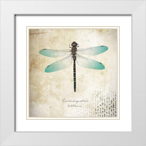 Cardulegaster baltanii White Modern Wood Framed Art Print with Double Matting by Braun Studio