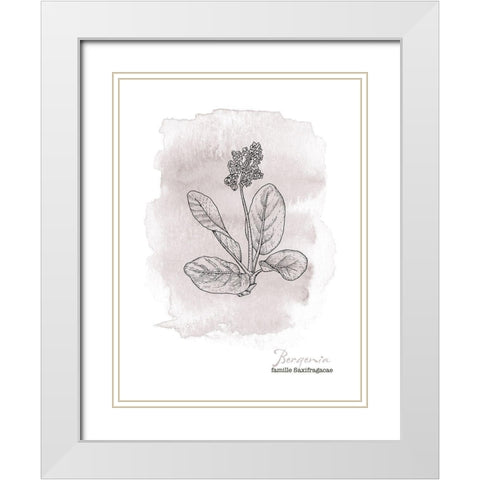 Planche botanique 3 White Modern Wood Framed Art Print with Double Matting by Braun Studio