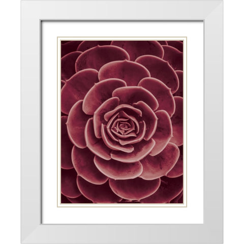 Cactus flower White Modern Wood Framed Art Print with Double Matting by Braun Studio