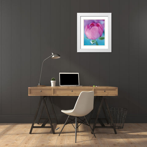 Rose en beaute White Modern Wood Framed Art Print with Double Matting by Friis-Larsen, Liv