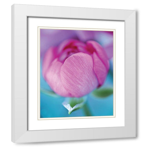 Rose en beaute White Modern Wood Framed Art Print with Double Matting by Friis-Larsen, Liv