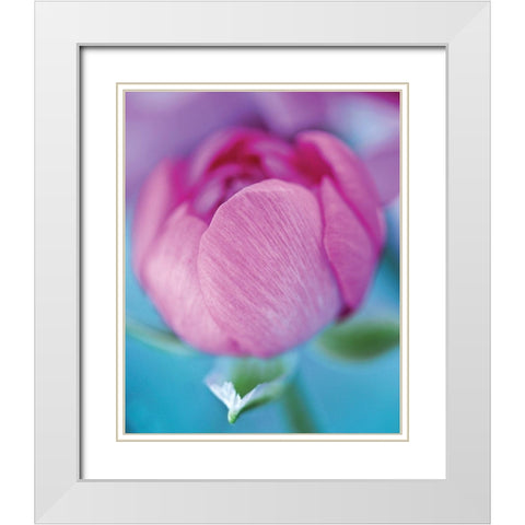 Rose en beaute White Modern Wood Framed Art Print with Double Matting by Friis-Larsen, Liv