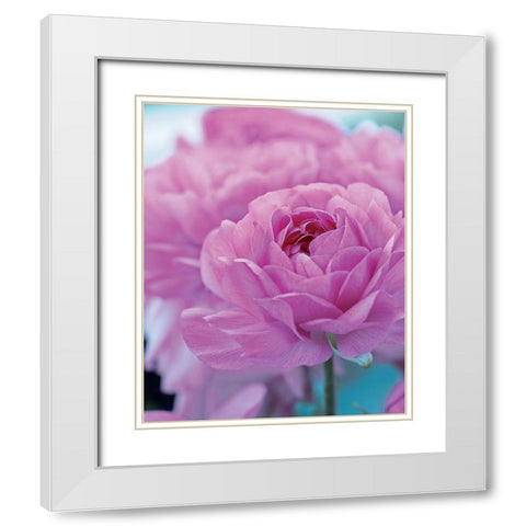 Roses Anglaises White Modern Wood Framed Art Print with Double Matting by Friis-Larsen, Liv