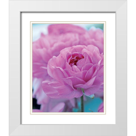 Roses Anglaises White Modern Wood Framed Art Print with Double Matting by Friis-Larsen, Liv