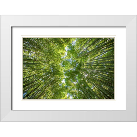 Ciel darbres White Modern Wood Framed Art Print with Double Matting by Braun Studio