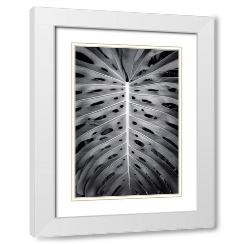 Feuillage Monstera White Modern Wood Framed Art Print with Double Matting by Braun Studio