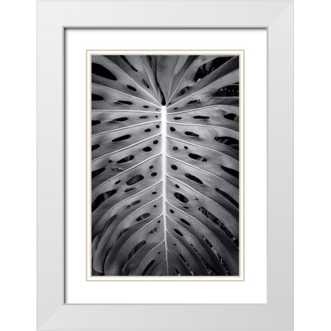 Feuillage Monstera White Modern Wood Framed Art Print with Double Matting by Braun Studio